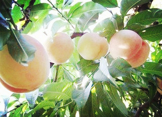 秋季施基肥果樹能增產